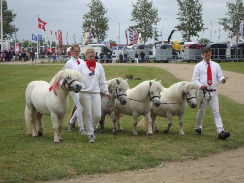 Skimmelsamling til Landsskue 2011