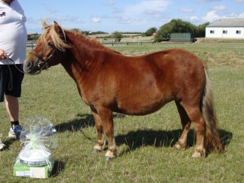 Bådsgårds Baronesse