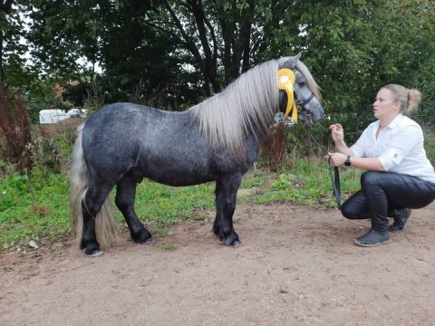 Bådsgårds Anton - 2 år