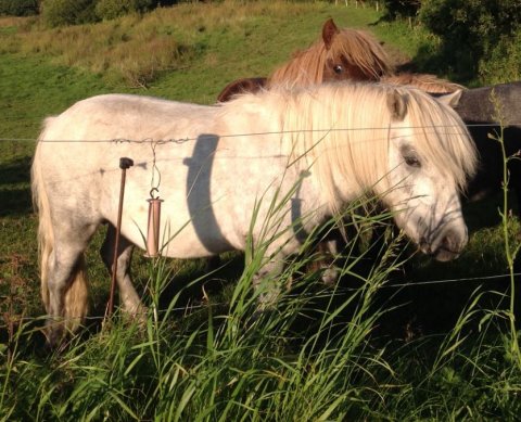 Bådsgårds Stratego - 2 år