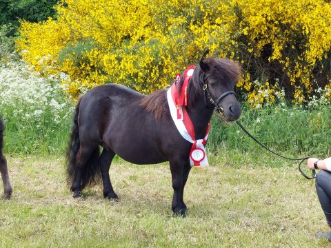 Bådsgårds Ludo og Lucia