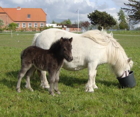 Benedikte Bomlund med føl