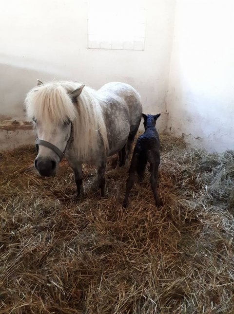 Yasmin af Skovhuset med sit første føl