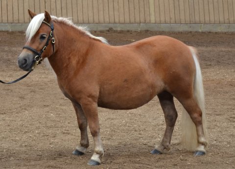 Bådsgårds Babushka