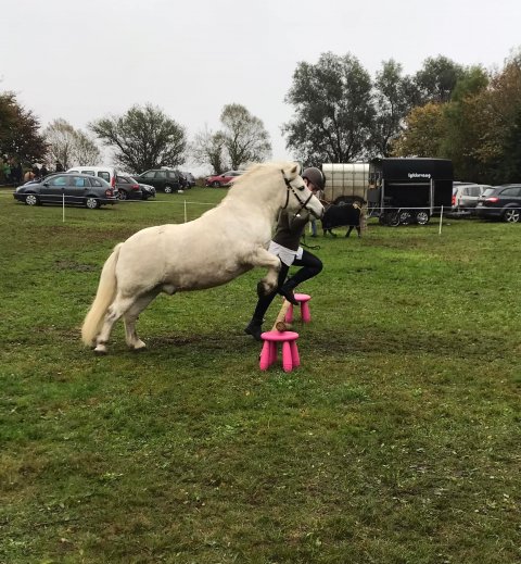 Bådsgårds Bolero springer