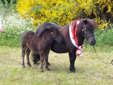Bådsgårds Ludo og Lucia