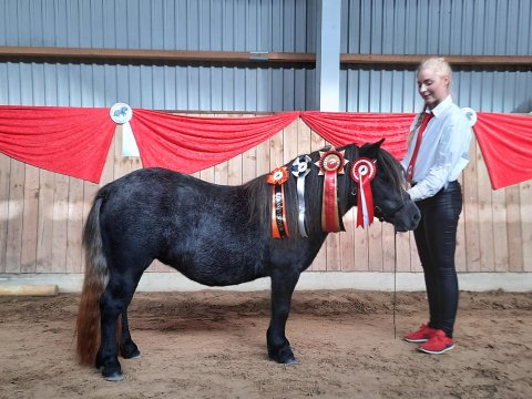 Bådsgårds Daisy - 2 år