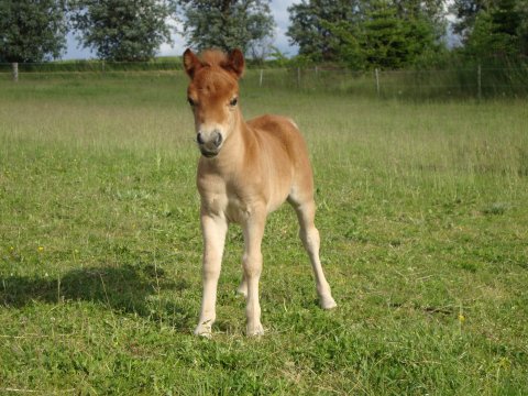 Baronessen 14 dage gammel Baronessen 14 dage gammel