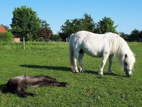 Yvette Bomlund med føl