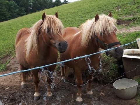 Bådsgårds Maki og Bådsgårds Baron