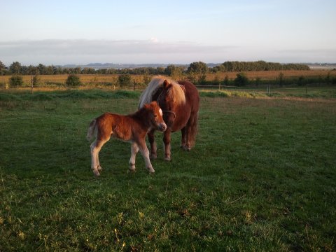 Madinell og føl Madinell og føl