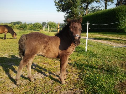 Bådsgårds Diva Bådsgårds Diva