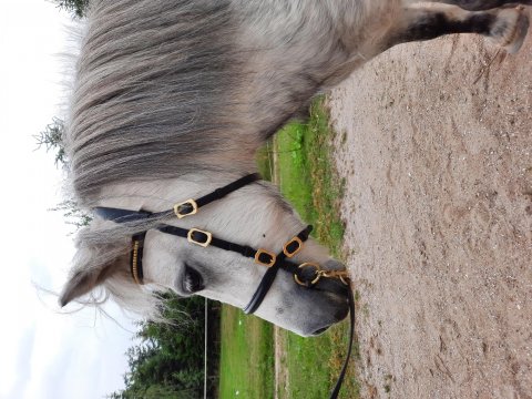 Bådsgårds Yoyo - 6 år