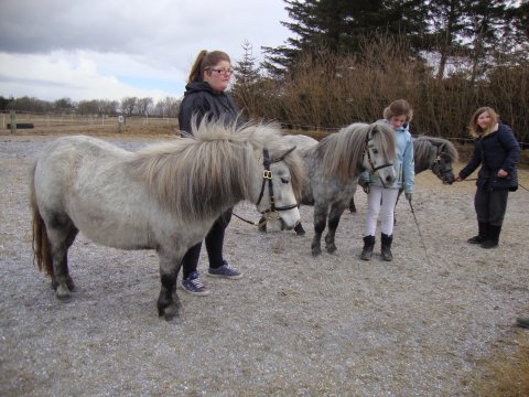 Træning til Unghesteskue 2