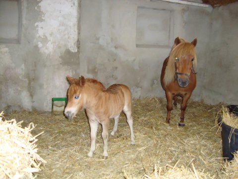 Bine Breum og føllet Frankes Isabella Bine Breum og føllet Frankes Isabella