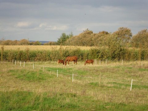 Casio og drengene græsser Casio og drengene græsser