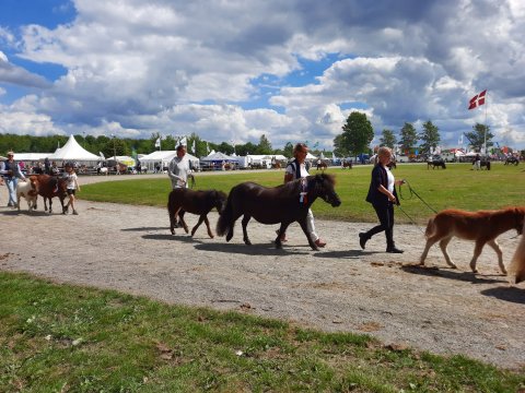 Bådsgårds Ludo og Lucia
