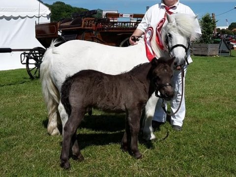 Bådsgårds Bonus som føl
