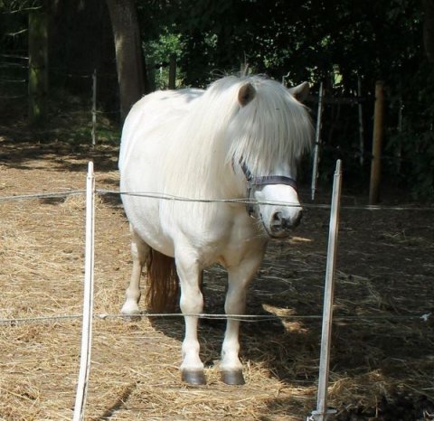 Fuglsangs Fione 2021