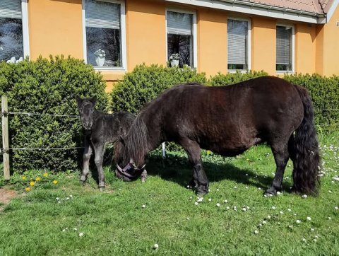 Bådsgårds Ludo og Lucia