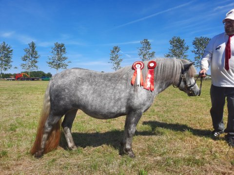 Bådsgårds Juvel - 2 år