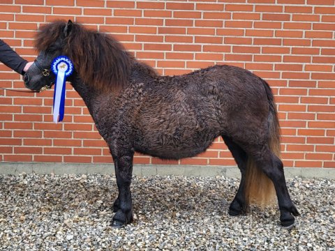 Bådsgårds Amuletta