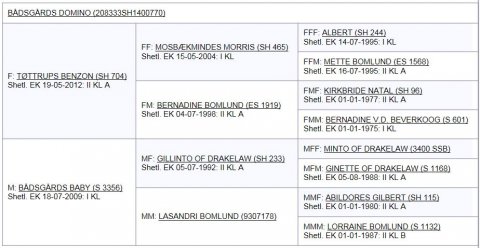 Bådsgårds Domino's afstamning