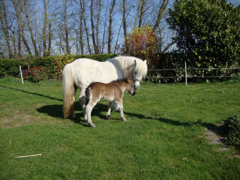 Yvette Bomlund med føl