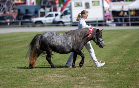 Bådsgårds Daisy - 3 år