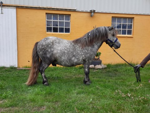 Bådsgårds Bosse - 3 år
