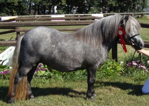 Fuglsangs Fione - 3 år