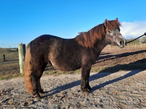 Bådsgårds Filuca - Marts 2021