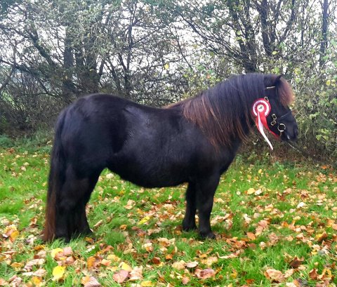 Bådsgårds Betty - efterår 2018