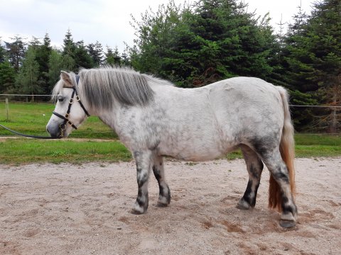Bådsgårds Yoyo - 6 år