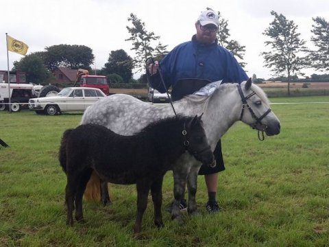 Fione og Fabiola til Aulum Dyrskue 2017