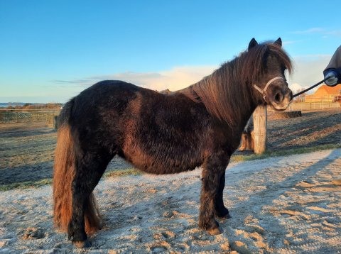 Bådsgårds Daisy - Marts 2021