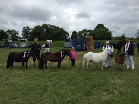 De tre ponyer til Farmshow 2016