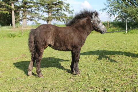 Bådsgårds Suleika - 3 mdr