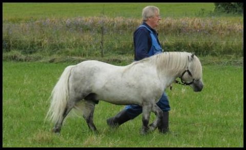 Bakkegaardens Jackson på gåtur med Ivan Tovgaard
