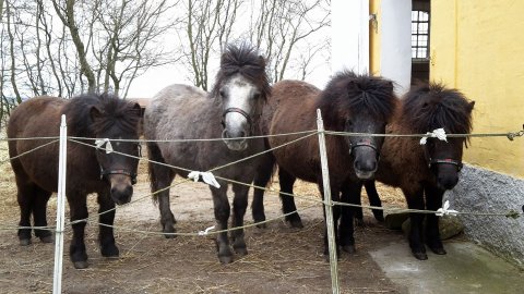 Føllene årgang 2016 lige vænnet fra
