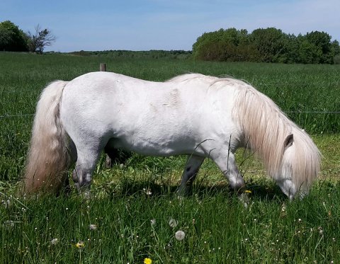 Bakkegaardens Jackson i græs til knæene