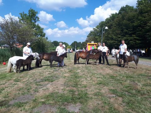 4 stk. føl efter Bakkegaardens Jackson