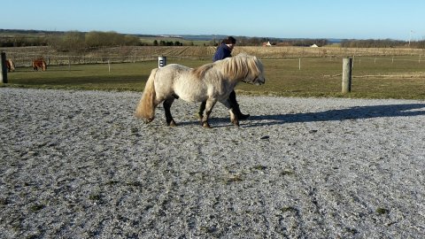 Bakkegaardens Jackson