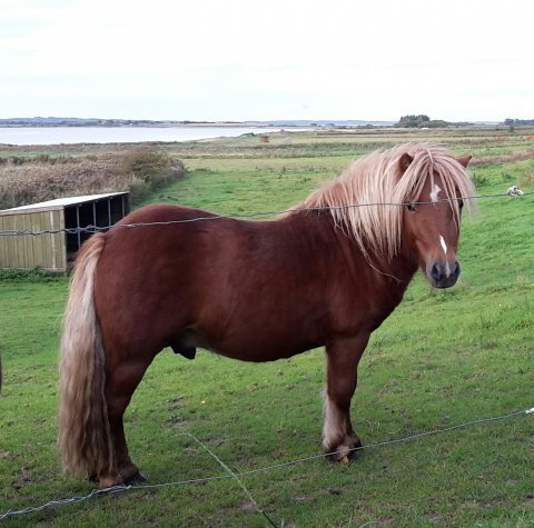 Bådsgårds Domino 2 år