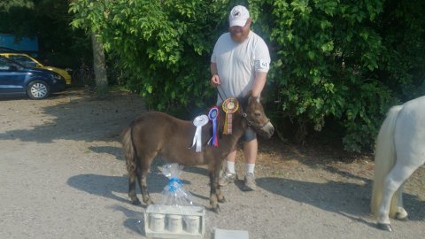 Bådsgårds Yatzy - bedste føl i Jylland