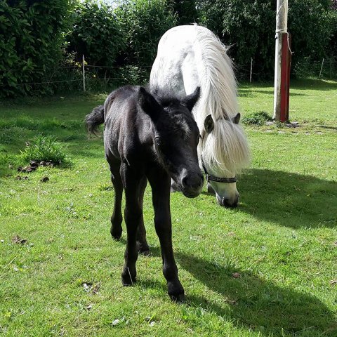 Fuglsangs Fione og Bådsgårds Fabiola