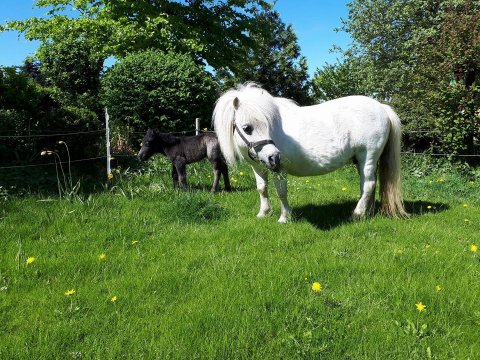 Bådsgårds Yoda født