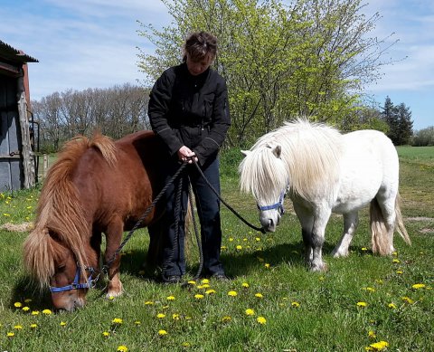 Bådsgårds Kalaha og Bådsgårds Stratego