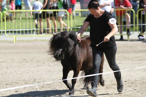 Bådsgårds Diva til Landsskue 2015
