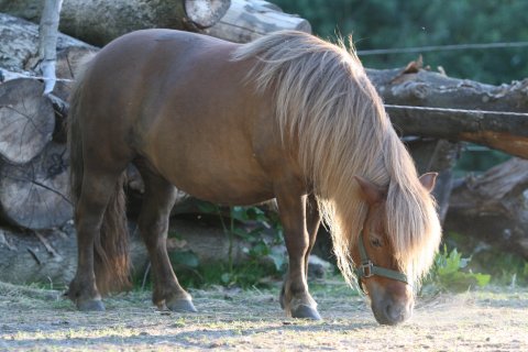 Bådsgårds Baronesse 2018